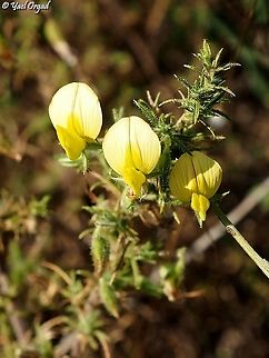Ononis natrix  Geotagged,Israel,Ononis natrix,Summer