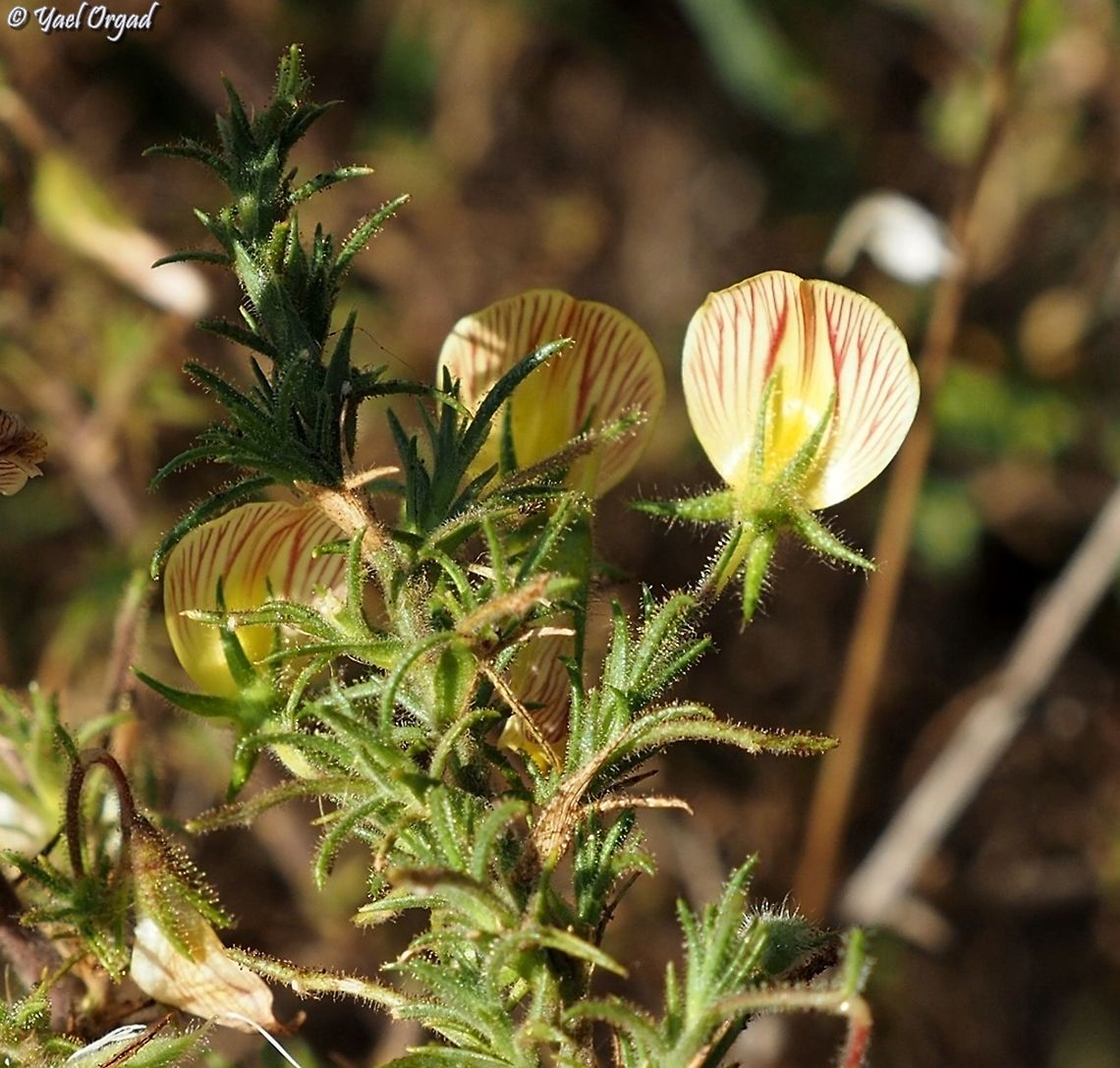 sometimes you should look at the back side! the Ononis natrix flowers&#039; front is regular yellow Fabaceae flower - but the back-side has lovely red stripes!  Geotagged,Israel,Ononis natrix,Summer