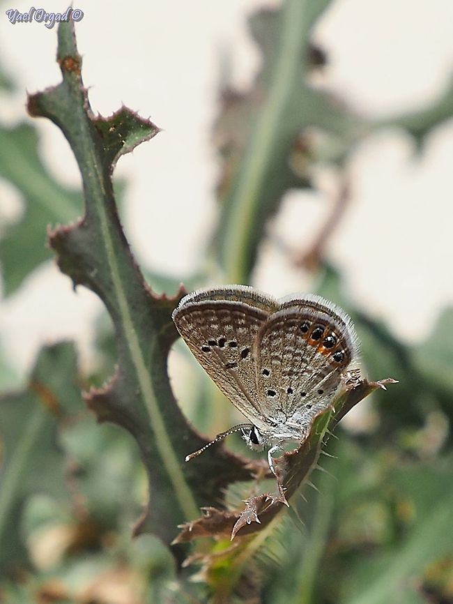 Freyeria trochylus a tiny butterfly, about 1 cm wingspan - and so cute! Chilades trochylus,Geotagged,Grass jewel,Israel,Summer