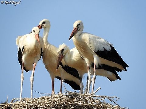 young storks in the nest  Ciconia ciconia,Israel,White Stork