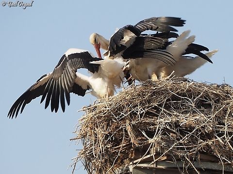Give me! Give me! Parent Stork feeding the young ones. Ciconia ciconia,Israel,White Stork