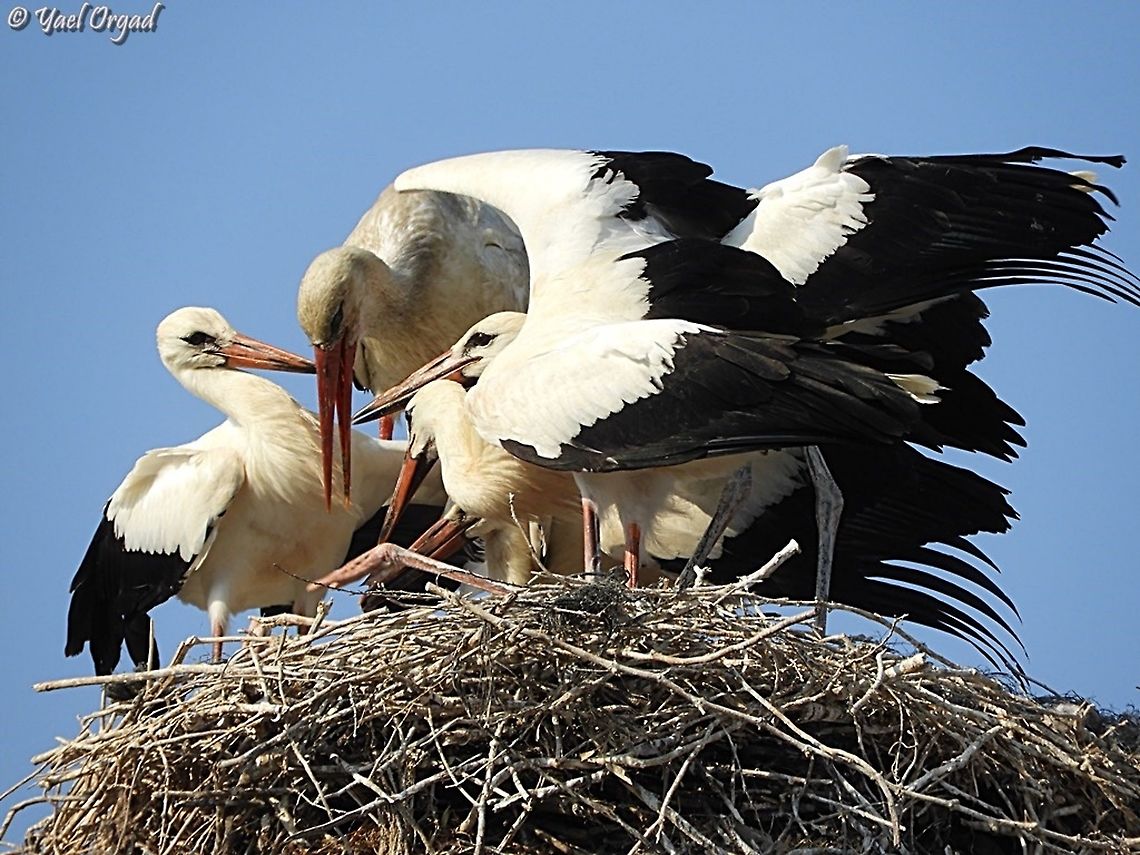 White Storks nest as only really few nests in Israel, I am not disclosing the location - not geotagging these photos. Ciconia ciconia,Israel,White Stork
