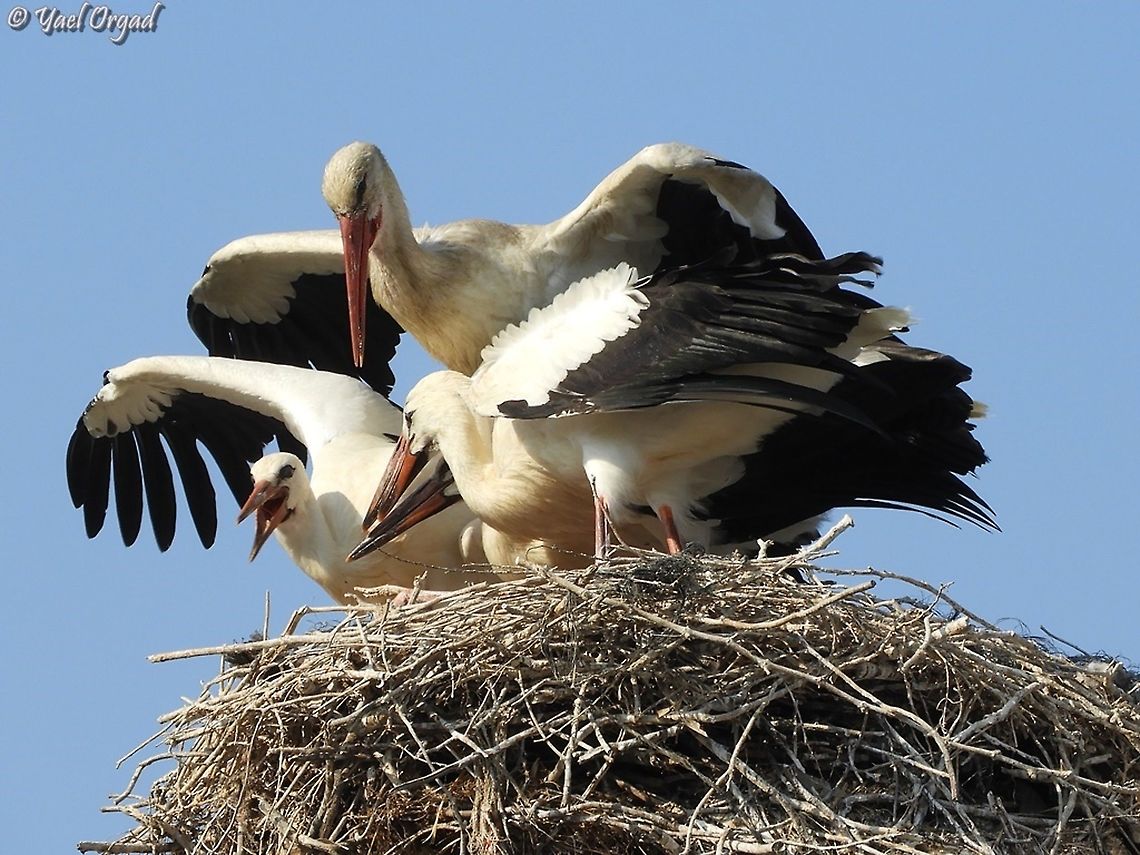 White Storks nest  Ciconia ciconia,White Stork