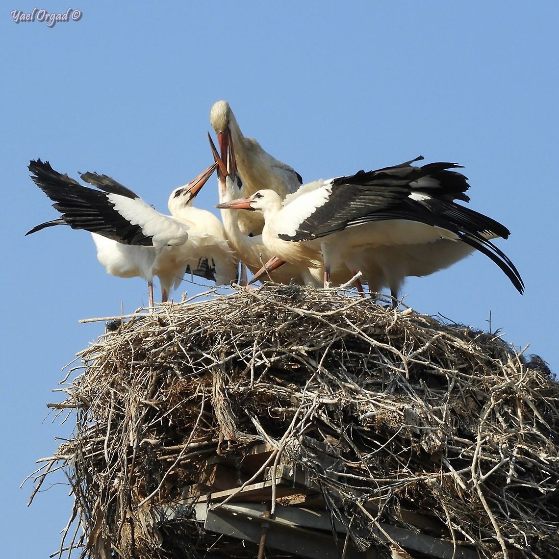 Storks nesting storks nesting in Israel is quite a rare occasion, and this is the first time ever I&#039;ve seen this live! <br />
so exciting, I was head-over-hills! Ciconia ciconia,Israel,White Stork