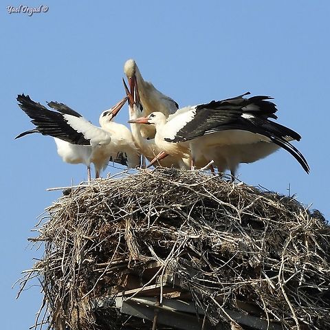 Storks nesting storks nesting in Israel is quite a rare occasion, and this is the first time ever I've seen this live! 
so exciting, I was head-over-hills! Ciconia ciconia,Israel,White Stork