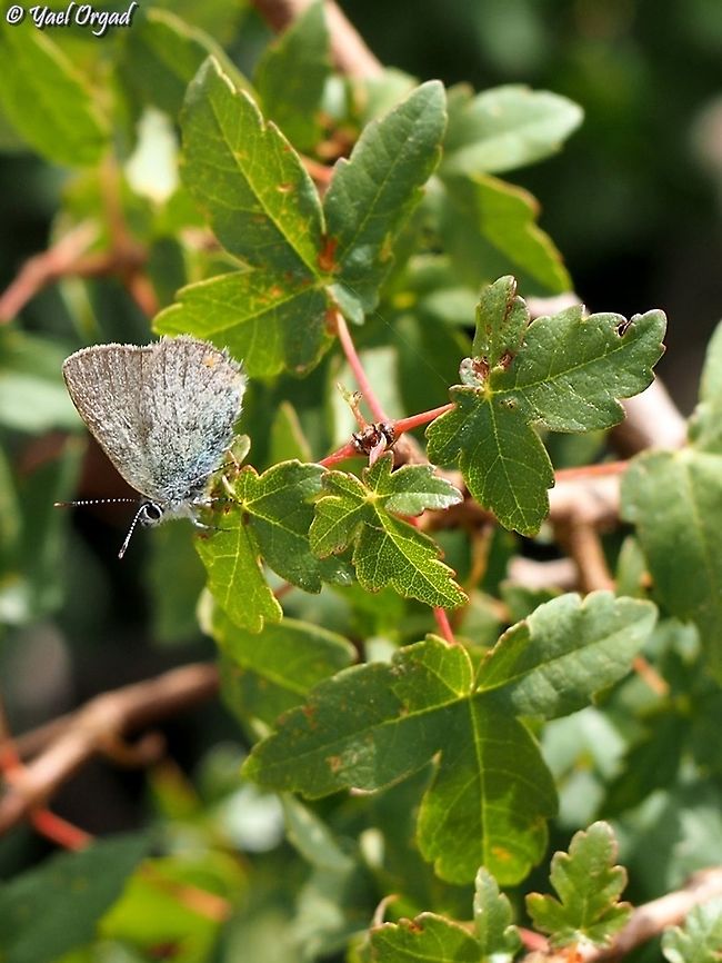 Satyrium myrtale resting on Acer monspessulanum  Acer monspessulanum,Israel,Montpellier maple,Mount Hermon,Satyrium myrtale
