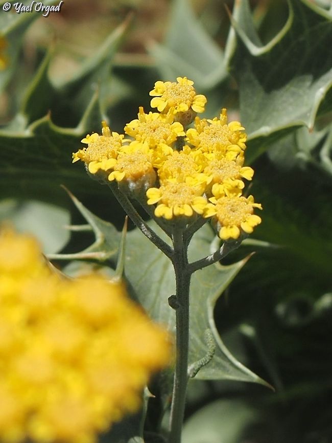 Achillea falcata close up on the inflorescence Achillea falcata,Israel,Mount Hermon,summer