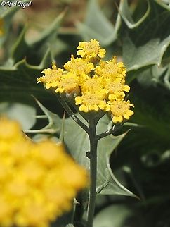Achillea falcata close up on the inflorescence Achillea falcata,Israel,Mount Hermon,summer
