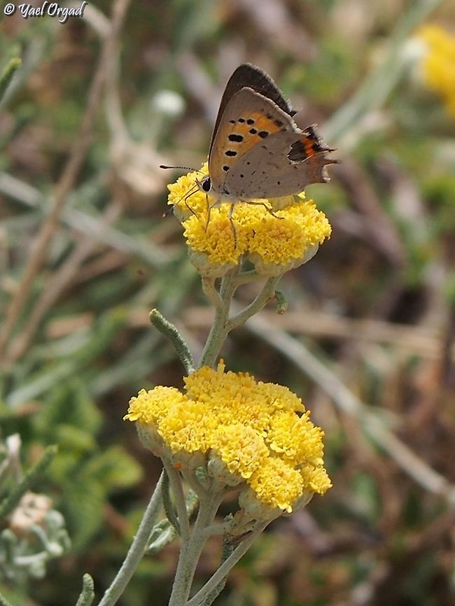 Lycaena phlaeas on Achillea falcata  Achillea falcata,Israel,Lycaena phlaeas,Mount Hermon,Small copper