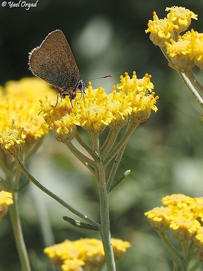 Satyrium myrtale on Achillea falcata  Achillea falcata,Geotagged,Israel,Mount Hermon,Rebels hairstreak,Satyrium myrtale,Summer