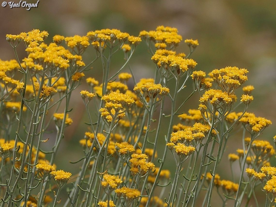 Achillea falcata  Achillea falcata,Geotagged,Israel,Mount Hermon,Summer
