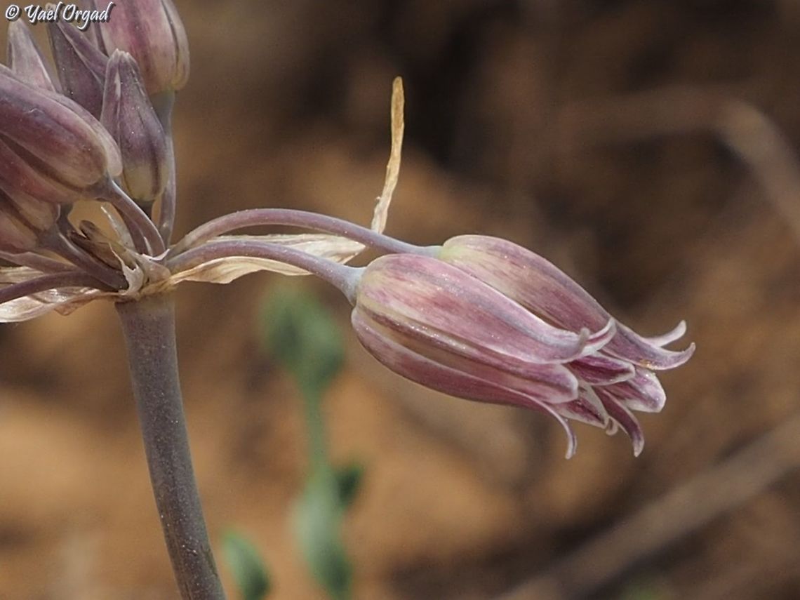 Allium feinbergii  Allium feinbergii,Israel,Mount Hermon