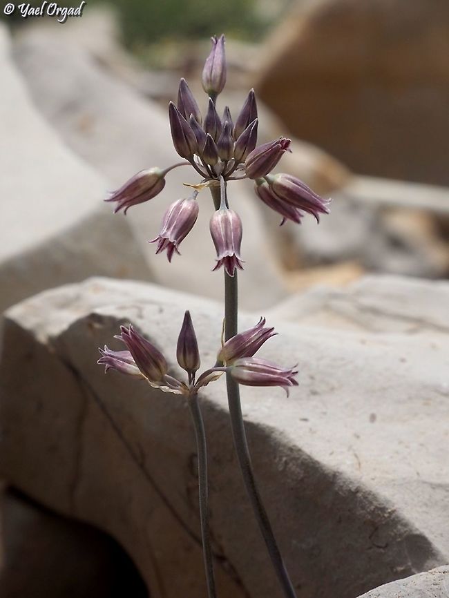 Allium_feinbergii-P7066569  Allium feinbergii,Geotagged,Israel,Mount Hermon,Summer