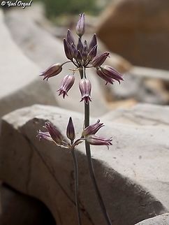 Allium_feinbergii-P7066569  Allium feinbergii,Geotagged,Israel,Mount Hermon,Summer