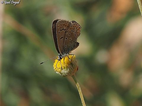 Kretania nicholli on Anthemis pauciloba the name of the Nicholle's blue butterfly changed, and with the help of Oz Rittner from the Steinhardt museum of Natural History I now know that the correct name is Kretania nicholli.  Anthemis pauciloba,Israel,Kretania nicholli,Mount Hermon