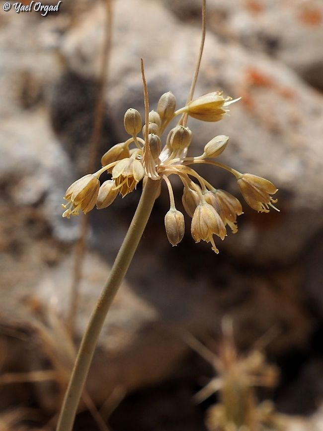 Allium pseudostamineum my first encounter with this Allium. on Mount Hermon there are several Allium species that can&#039;t be found anywhere else in Israel.  Allium pseudostamineum,Israel,Mount Hermon