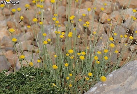 Anthemis pauciloba  Anthemis pauciloba,Geotagged,Israel,Mount Hermon,Summer