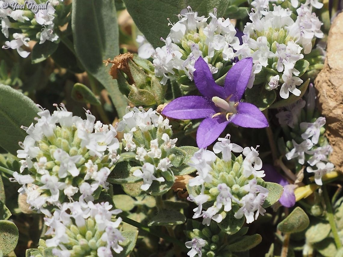 Campanula stricta surrounded by Ziziphora clinopodioides  Campanula stricta,Israel,Mount Hermon,Ziziphora clinopodioides