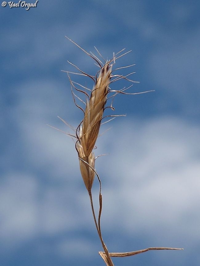 Bromus danthoniae  Bromus danthoniae,Israel,Mount Hermon