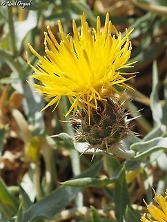 Centaurea drabifolia  Centaurea drabifolia,Israel,Mount Hermon
