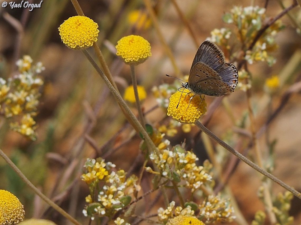 Polyommatus juno on Anthemis pauciloba Polyommatus juno on Anthemis pauciloba<br />
Again, thanks to Oz Rittner of the Steinhardt Natural History Museum for helping me with the ID. <br />
 Anthemis pauciloba,Israel,Mount Hermon,Polyommatus juno