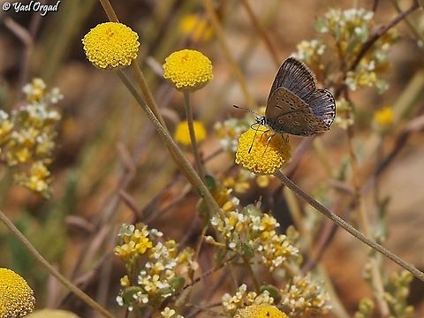 Polyommatus juno on Anthemis pauciloba Polyommatus juno on Anthemis pauciloba
Again, thanks to Oz Rittner of the Steinhardt Natural History Museum for helping me with the ID. 
 Anthemis pauciloba,Israel,Mount Hermon,Polyommatus juno