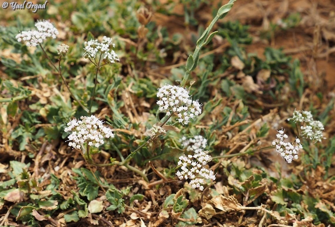 maybe Bunium paucifolium? not sure about the ID, waiting for Ori&#039;s opinion.  Bunium paucifolium,Israel,Mount Hermon