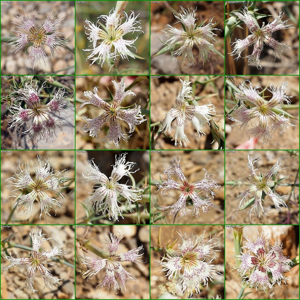 Many colors of Dianthus libanotis one of my favorites on Mount Hermon, this flower has so many color variants - I gathered some of them to a big poster.  Dianthus libanotis,Geotagged,Israel,Mount Hermon,Mount Libanus Pink,Summer