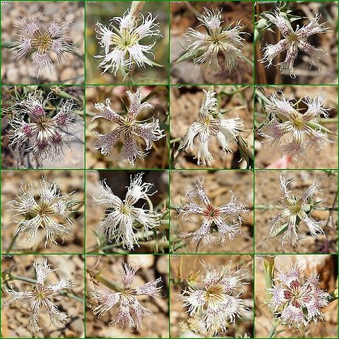 Many colors of Dianthus libanotis one of my favorites on Mount Hermon, this flower has so many color variants - I gathered some of them to a big poster.  Dianthus libanotis,Geotagged,Israel,Mount Hermon,Mount Libanus Pink,Summer