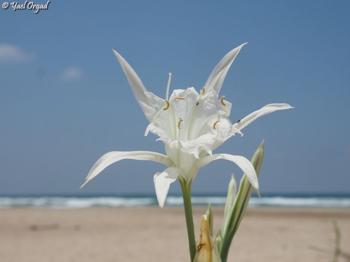 Pancratium maritimum Usually it blooms from Mid August to early October, but every year there are few ones that start in July or even June :-) <br />
wonderful flower, fragrant and beautiful! Geotagged,Israel,Pancratium maritimum,Sea daffodil,Summer