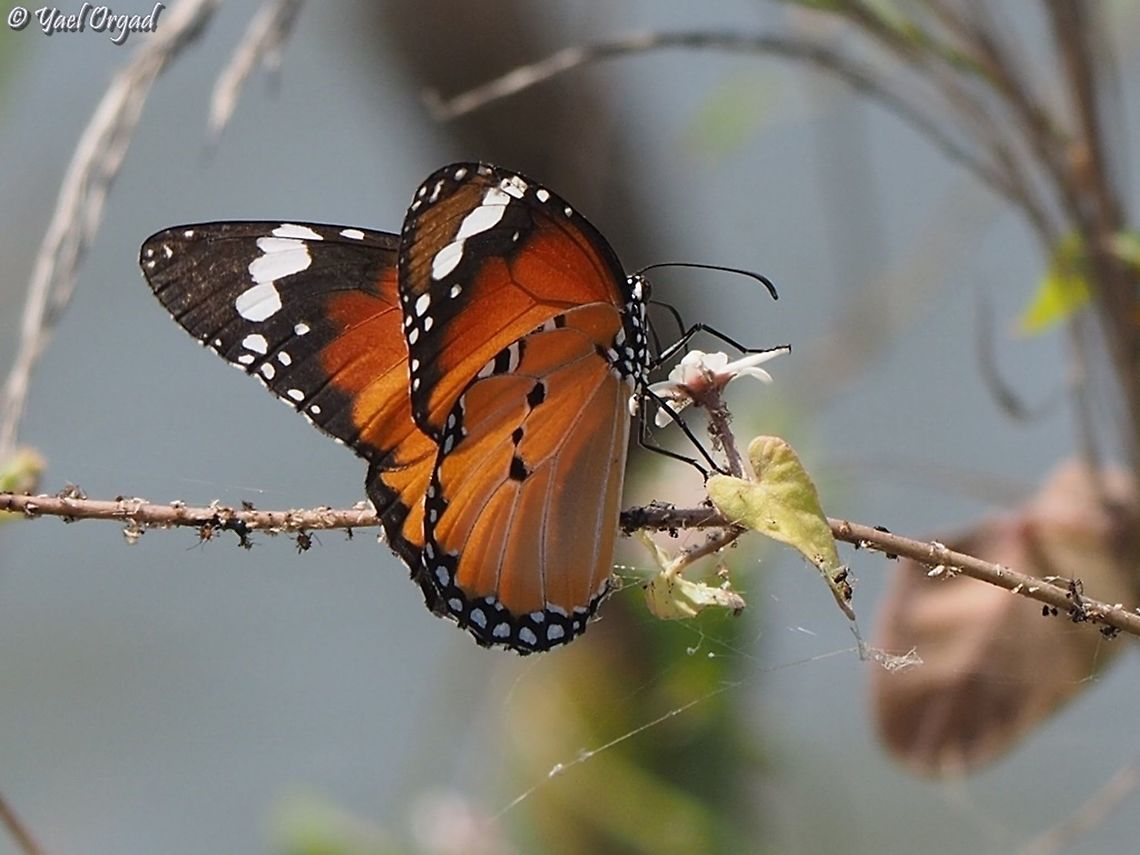 Danaus chrysippus Female Danaus chrysippus drinking nectar from Cynanchum acutum African Monarch,Cynanchum acutum,Danaus chrysippus,Geotagged,Israel,Summer
