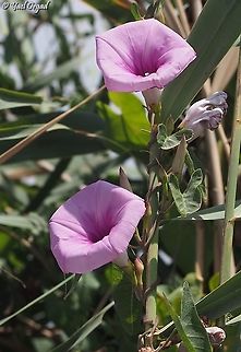 Ipomoea sagittata  Geotagged,Ipomoea sagittata,Israel,Saltmarsh morning glory,Summer