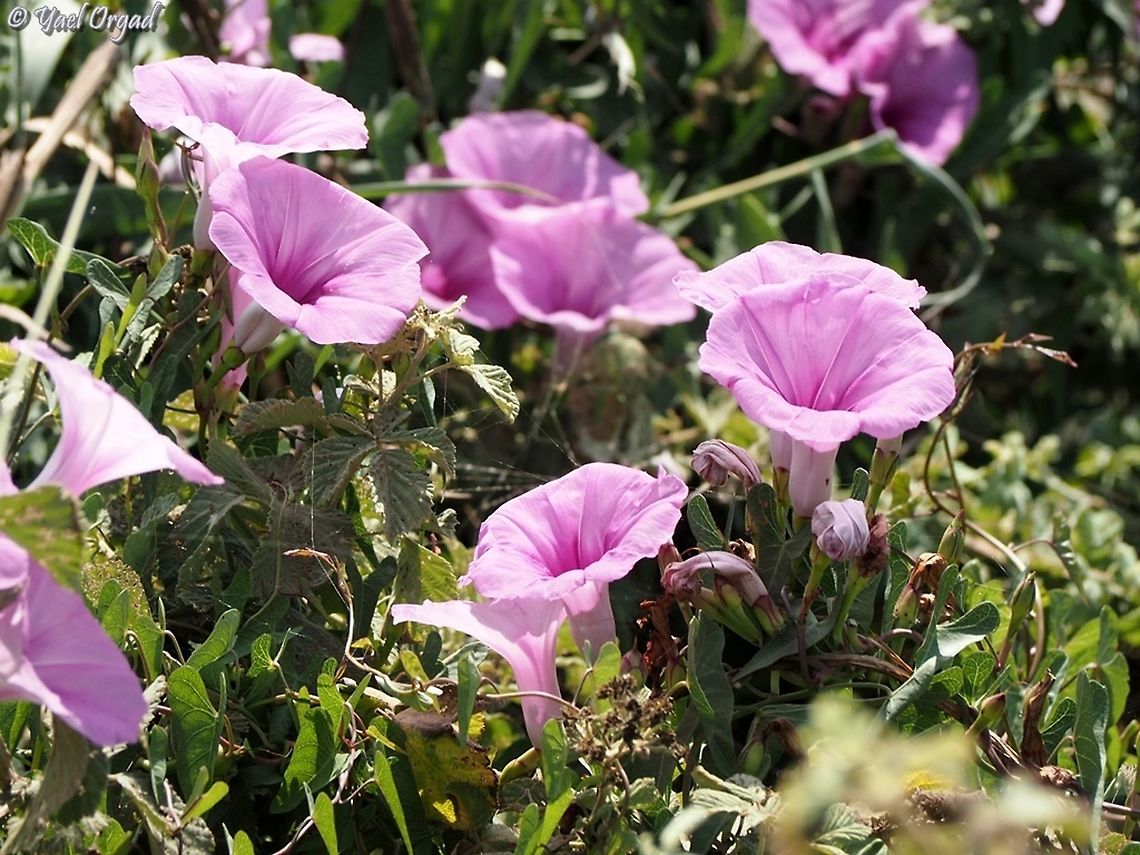 Ipomoea sagittata  Geotagged,Ipomoea sagittata,Israel,Saltmarsh morning glory,Summer