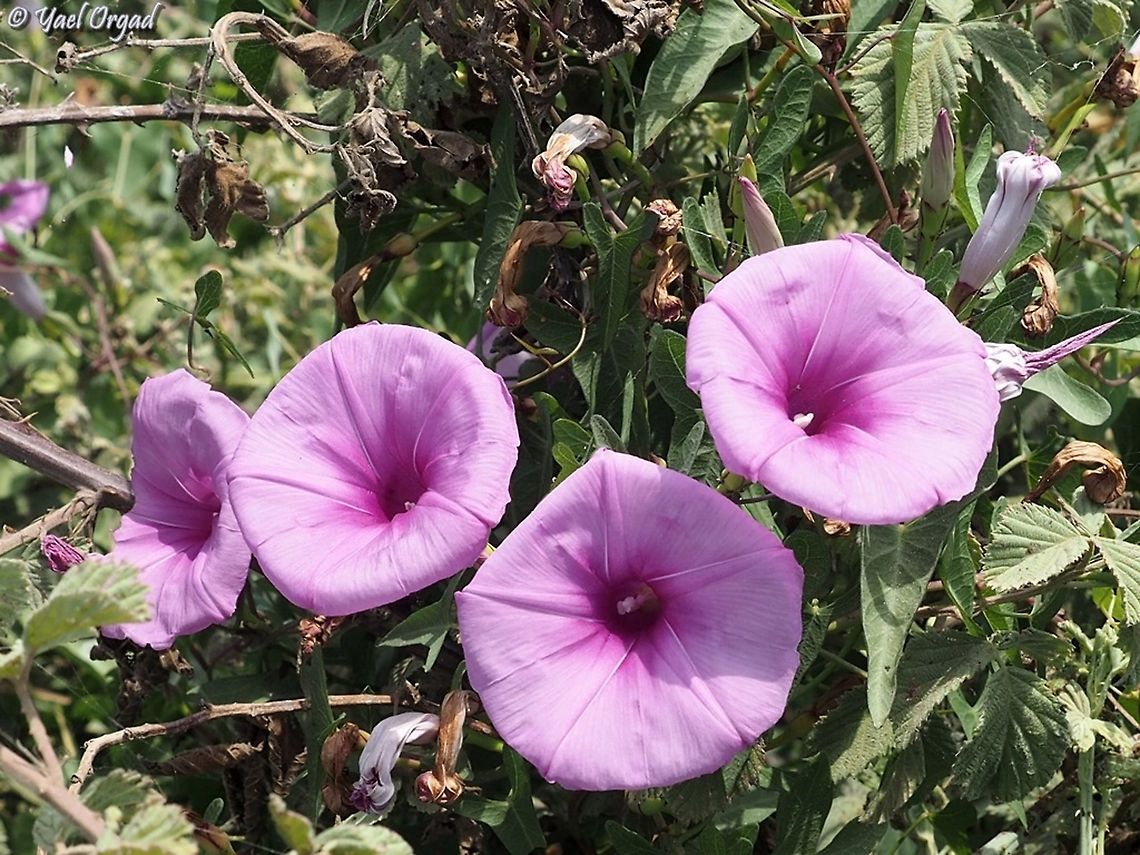 Ipomoea sagittata  Geotagged,Ipomoea sagittata,Israel,Saltmarsh morning glory,Summer