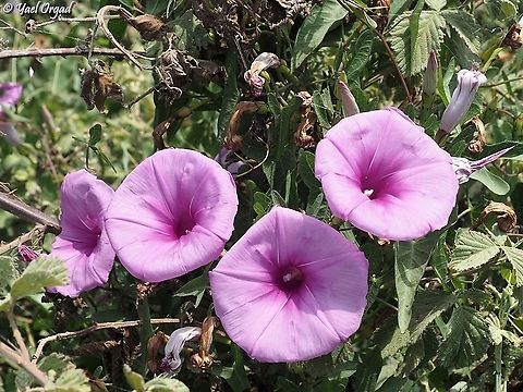 Ipomoea sagittata  Geotagged,Ipomoea sagittata,Israel,Saltmarsh morning glory,Summer