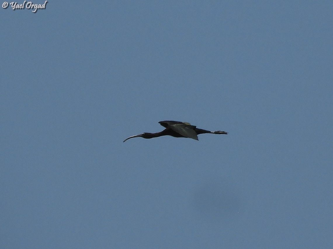 Glossy Ibis flying  Geotagged,Glossy Ibis,Israel,Plegadis falcinellus,Summer