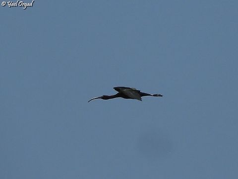 Glossy Ibis flying  Geotagged,Glossy Ibis,Israel,Plegadis falcinellus,Summer