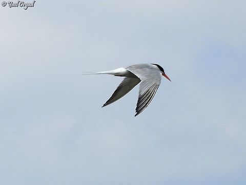 Common Tern really nice birds :-)  Common tern,Geotagged,Israel,Sterna hirundo,Summer