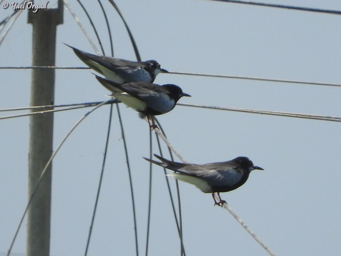 Chlidonias leucopterus first time I saw it for long enough so I could take a picture... Chlidonias leucopterus,Geotagged,Israel,Summer,White-winged tern