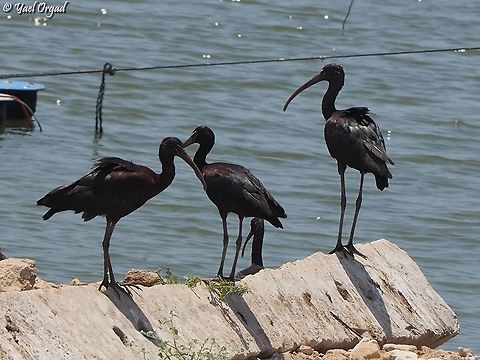 Glossy Ibis part of a large group that was standing on the edge of a fish pond.  Geotagged,Glossy Ibis,Israel,Plegadis falcinellus,Summer