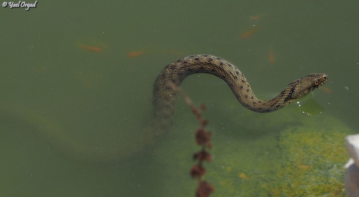 Dice Snake Dice snake is a water-snake - it lives and hunts in the water. so what better place to hunt, than fish-ponds where people are growing goldfish for aquariums? <br />
the orange spots in the water are the baby goldfish. in the pond we saw quite a lot of snakes.  Geotagged,Israel,Natrix tessellata,Summer,dice snake