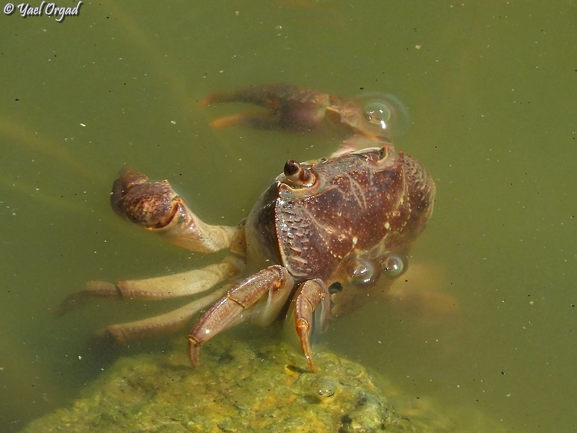 River Crab  Geotagged,Israel,Potamon potamios,Summer