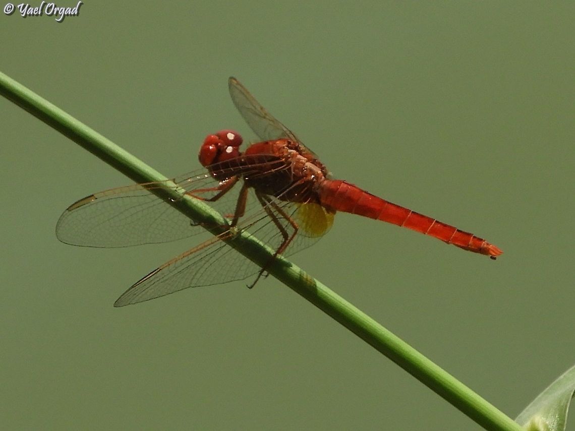Scarlet Darter  Crocothemis erythraea,Geotagged,Israel,Scarlet Darter,Summer