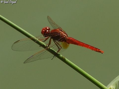 Scarlet Darter  Crocothemis erythraea,Geotagged,Israel,Scarlet Darter,Summer