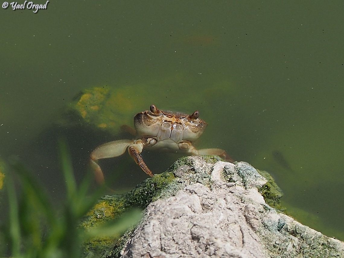 Potamon potamios  Geotagged,Israel,Potamon potamios,Summer