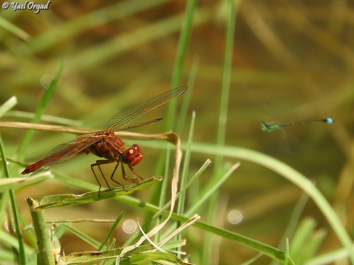Scarlet Darter  Crocothemis erythraea,Geotagged,Israel,Scarlet Darter,Summer