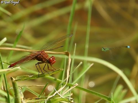 Scarlet Darter  Crocothemis erythraea,Geotagged,Israel,Scarlet Darter,Summer
