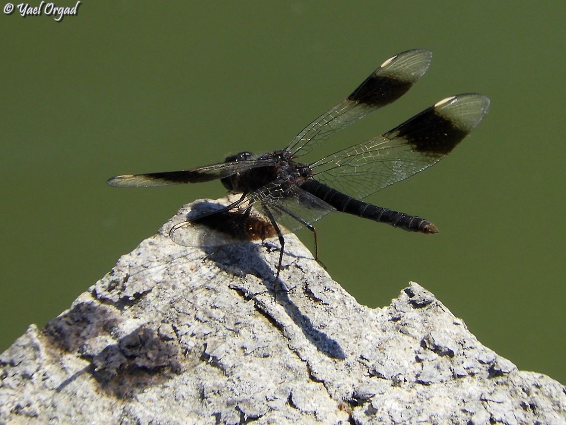 Brachythemis impartita  Brachythemis impartita,Geotagged,Israel,Northern Banded Groundling,Summer