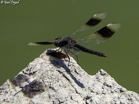Brachythemis impartita  Brachythemis impartita,Geotagged,Israel,Northern Banded Groundling,Summer
