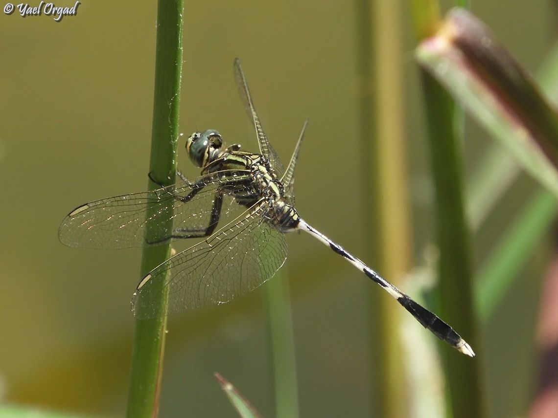 Slender Skimmer  Geotagged,Israel,Orthetrum sabina,Slender skimmer,Summer